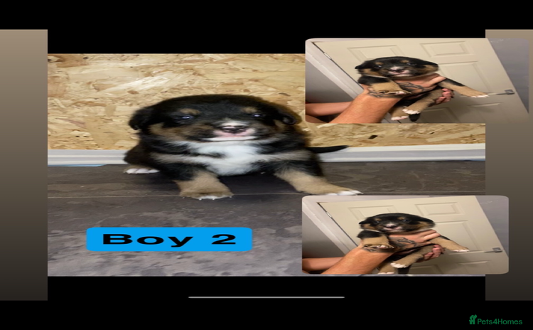 Mixed Breed dogs - Advert 12