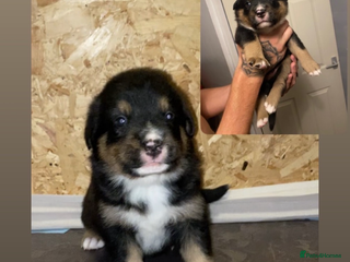 Mixed Breed dogs - Advert 27