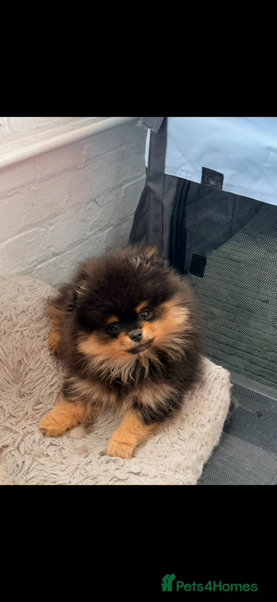 Pomeranian dogs Beautiful teddy face Merle & black& tan  - Advert 11