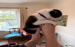Border Collie dogs for sale: Pure Breed Boarder Collie Pups - Image 27