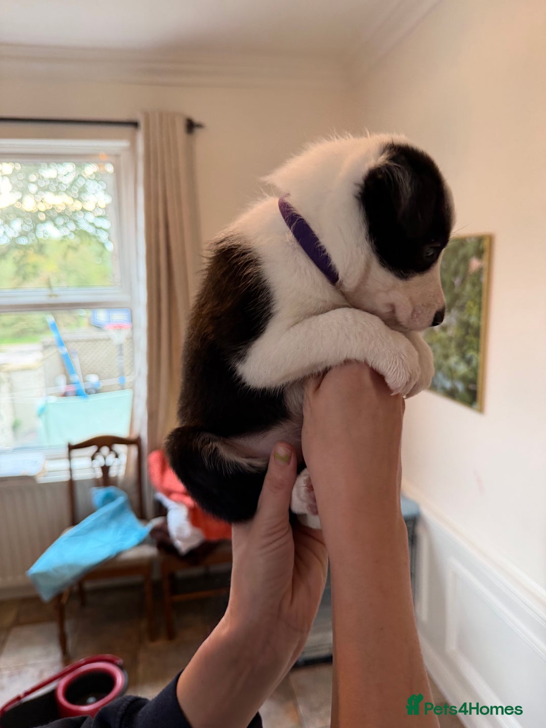 Border Collie dogs for sale: Pure Breed Boarder Collie Pups - Image 27