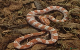 Corn Snake reptiles for sale: Beautiful Baby Corn Snakes for Sale - Image 1