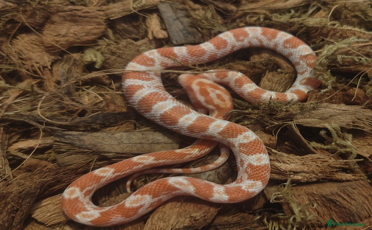Corn Snake reptiles - Advert 2