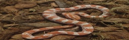 Corn Snake reptiles for sale: Beautiful Baby Corn Snakes for Sale - Advert 2