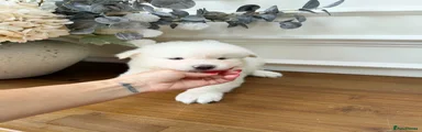 Pomsky 3
