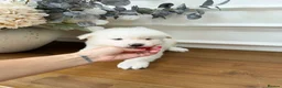 Pomsky dogs for sale: Stunning Blue Eyed Pomskies in London - ready  - Advert 11