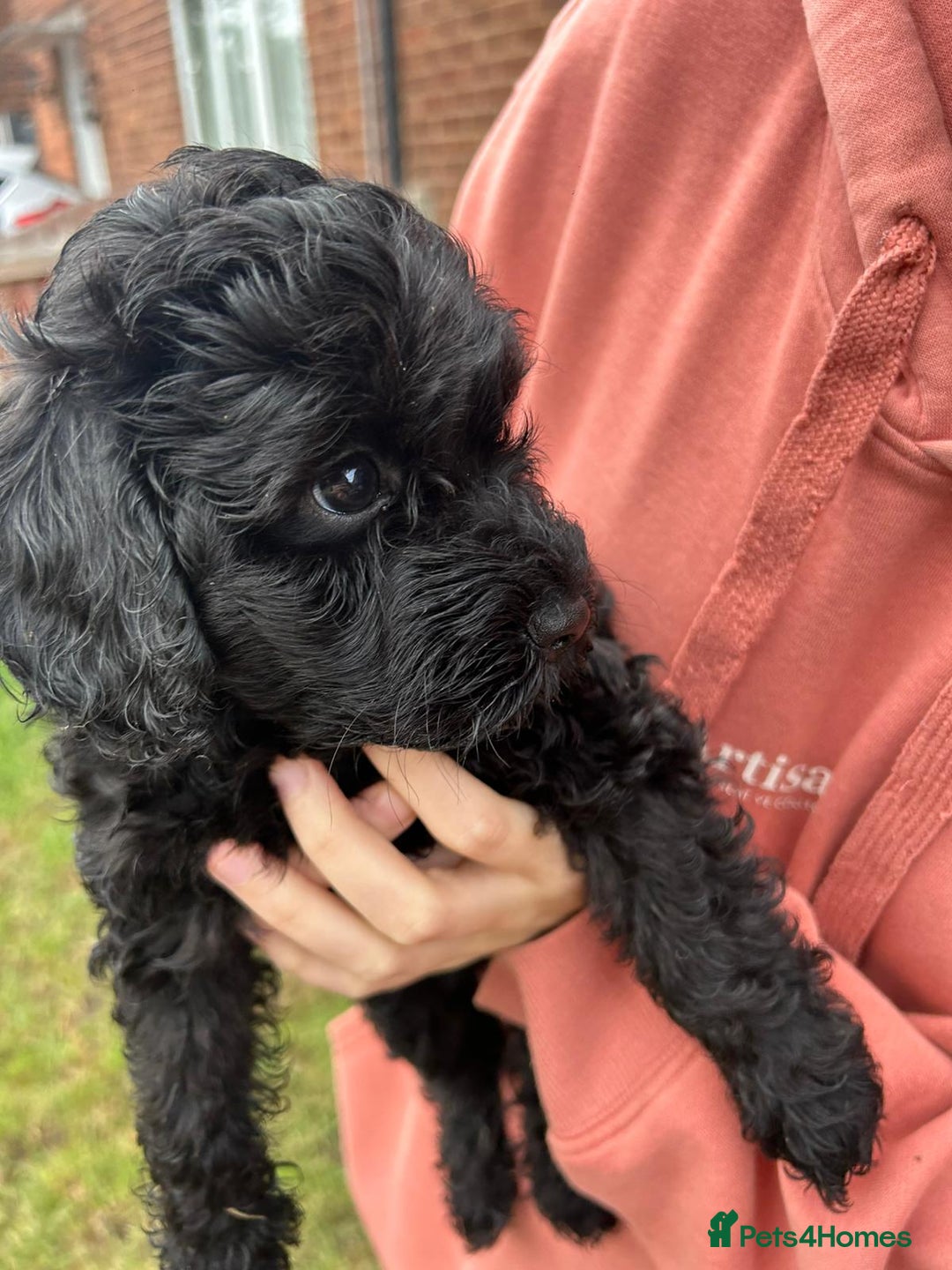 Cockapoo dogs for sale: Cockapoo pups - Image 4