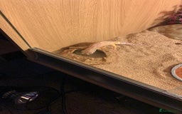 Leopard Gecko reptiles for sale: 2x Leopard Geckos for rehome - Image 2