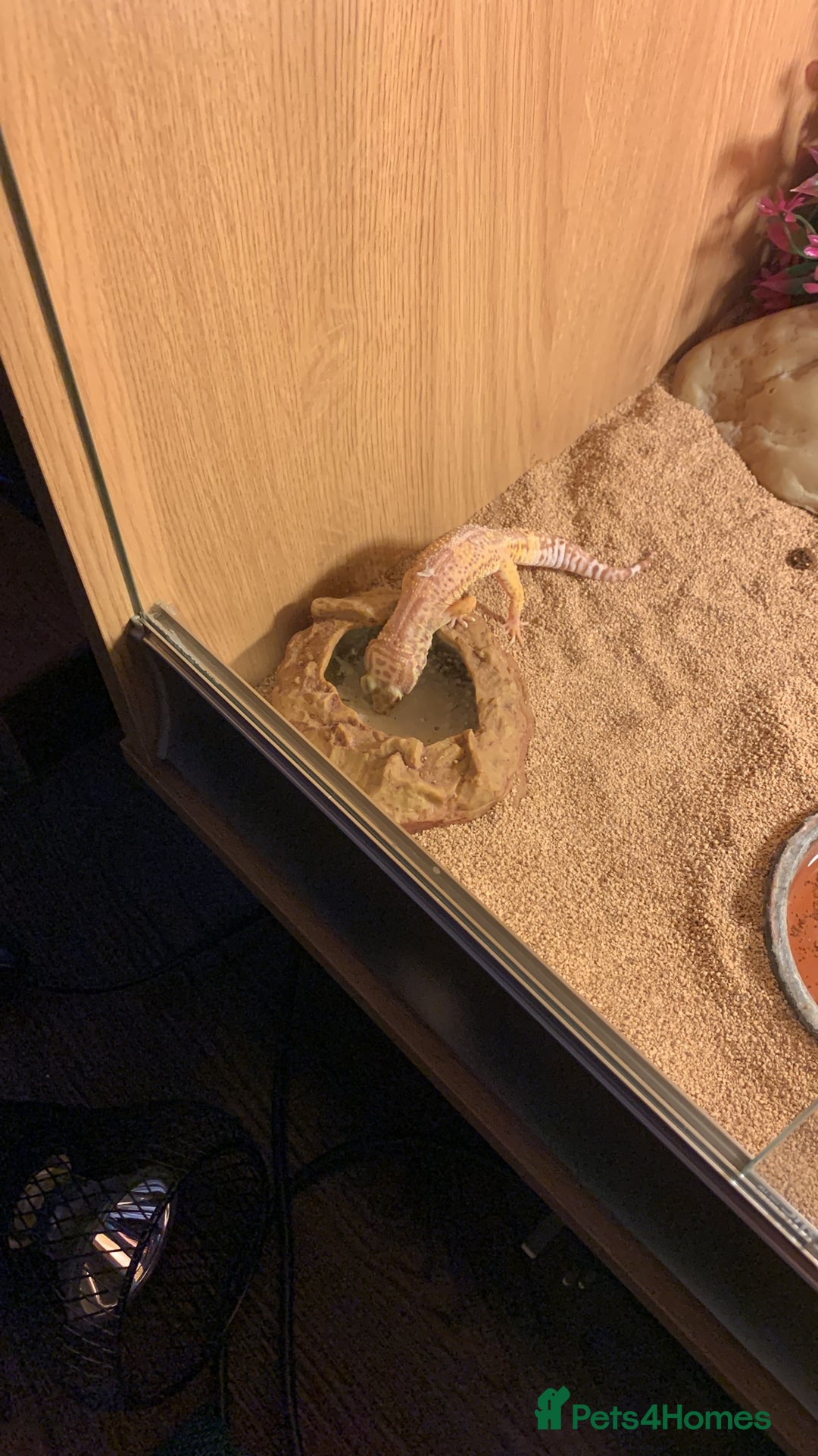 Leopard Gecko reptiles for sale: 2x Leopard Geckos for rehome - Image 2