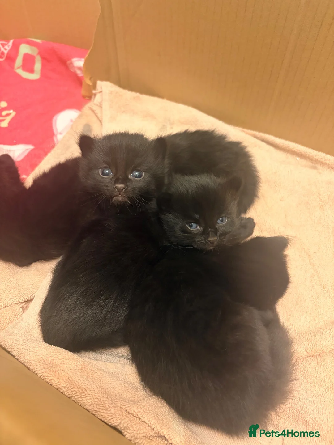 British Longhair cats for sale:  2 BEAUTIFUL FLUFFY BLACK KITTENS FOR SALE  in Norwich - Advert 14