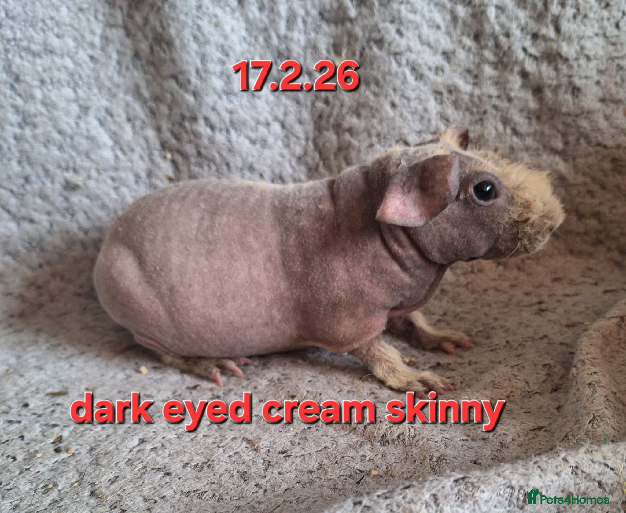 Guinea Pig rodents Skinny pig sows - Advert 9