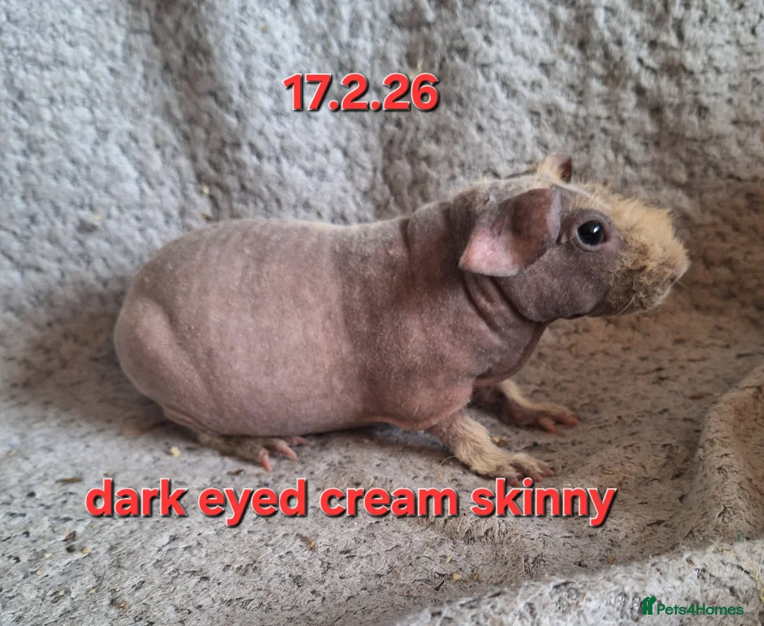 Guinea Pig rodents for sale: Skinny pig sows - Advert 1