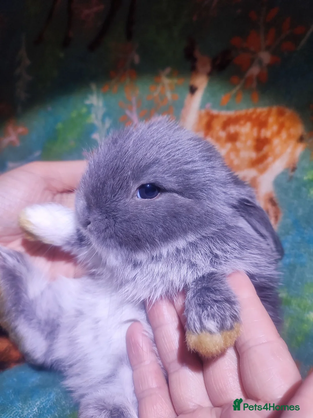 Mini Lop rabbits for sale: Baby Mini Lops - Advert 40