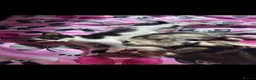 Mixed Breed cats for sale: Tabby boy and white and black girl kittens - Advert 1