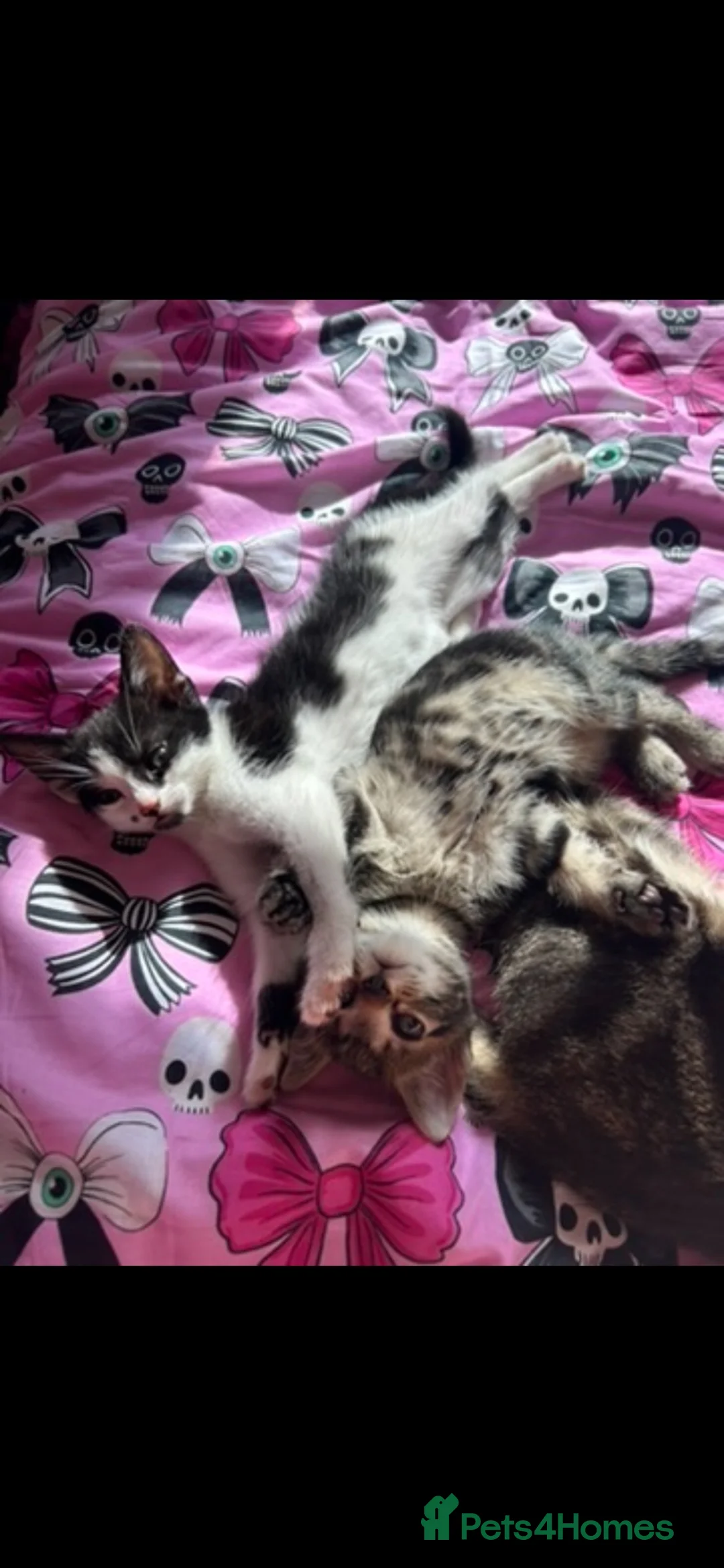 Mixed Breed cats for sale: Tabby boy and white and black girl kittens - Advert 1