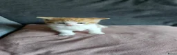 Mixed Breed cats for sale: Kittens for sale - Advert 8