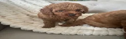 Cavapoo dogs for sale: Stunning  health tested Cavapoo puppies  - Advert 18