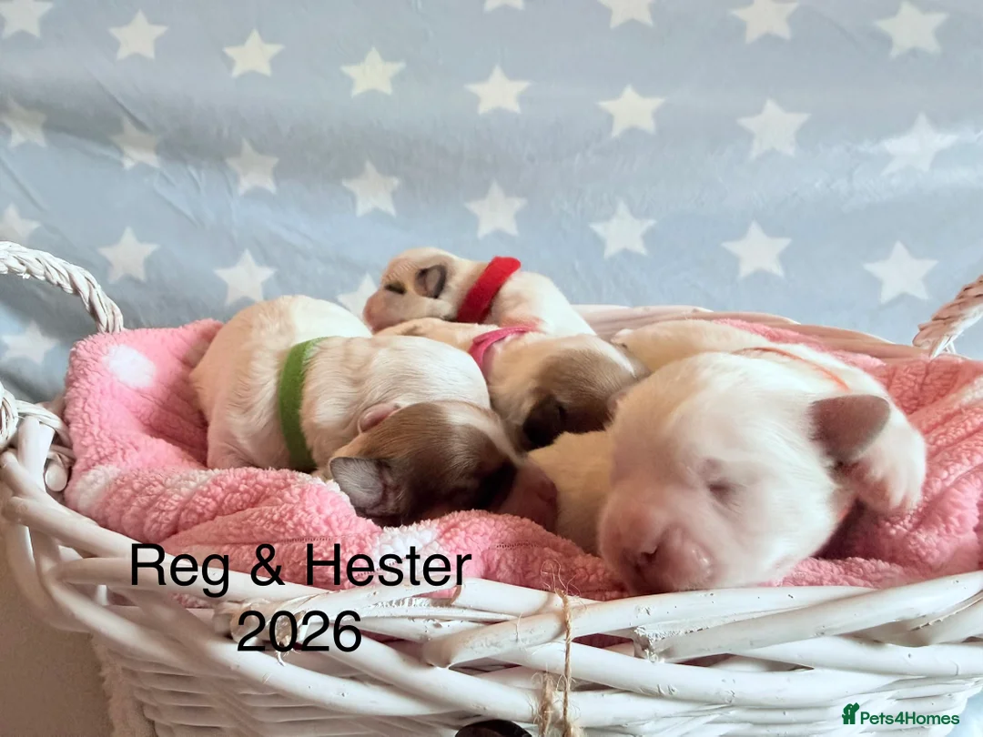 Coton De Tulear dogs for sale: KC reg Coton de Tulear parents DNA health tested  - Advert 11