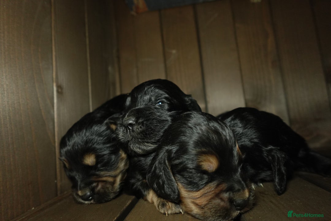 Cocker Spaniel dogs for sale: Quality KC Show type Cocker spaniels - Image 6