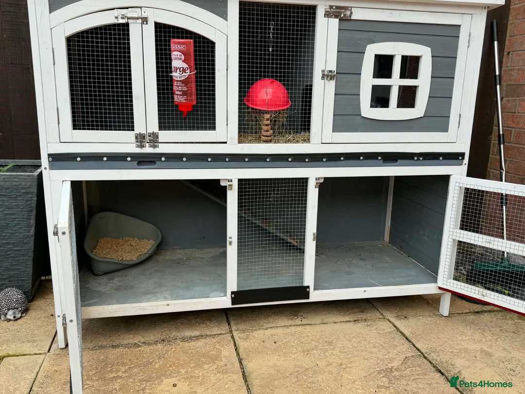 English Lop rabbits for sale: Biscuit  in Market Rasen - Advert 1
