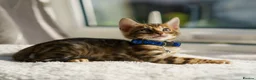 Bengal cats for sale: 6 Bengal kittens - Health and genetically tested - Advert 6