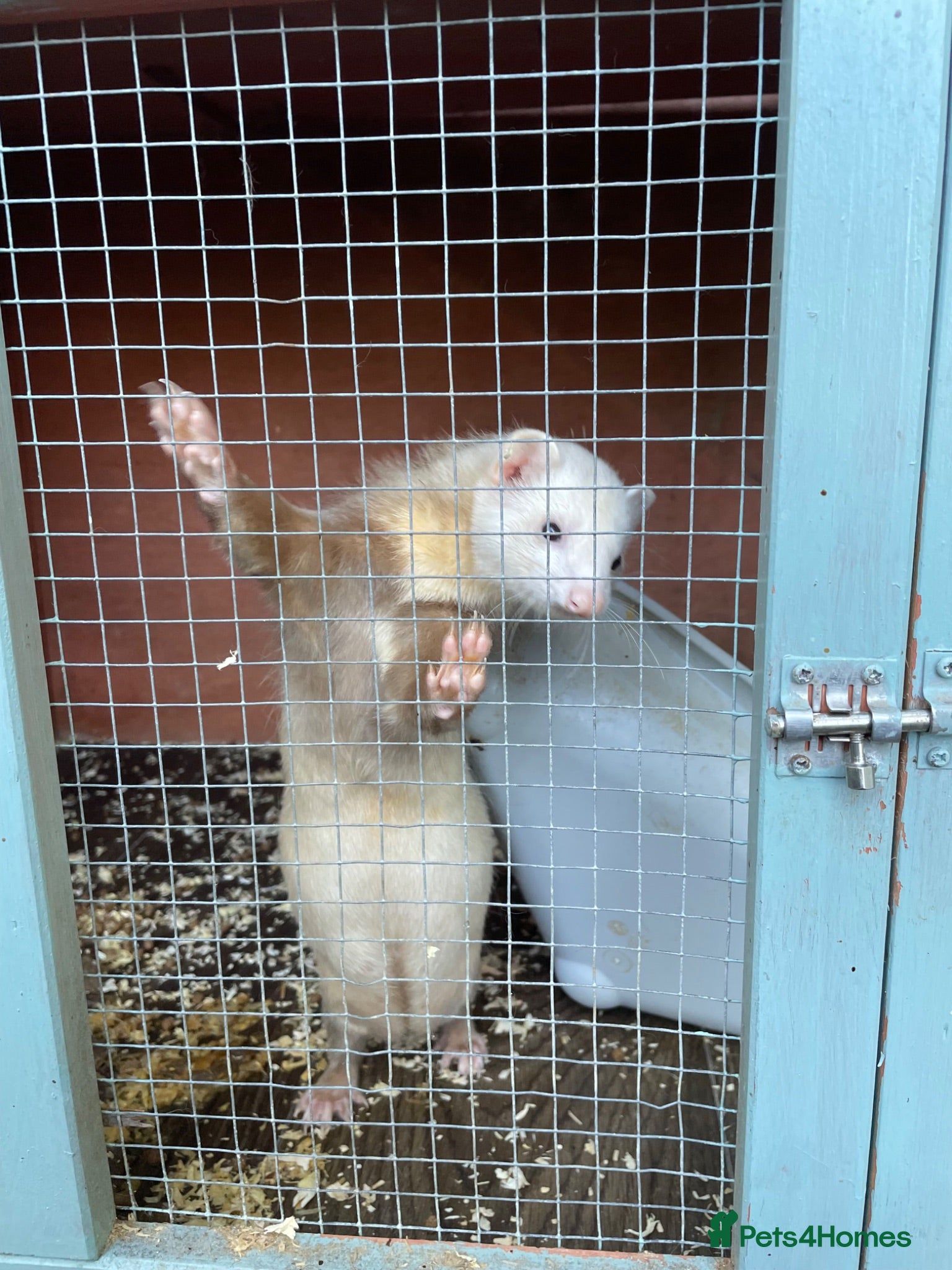 Ferret rodents Ferret kits for sale - Advert 10