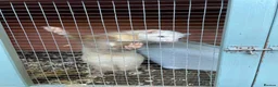 Ferret rodents for sale: Ferret kits for sale in Bristol - Advert 1