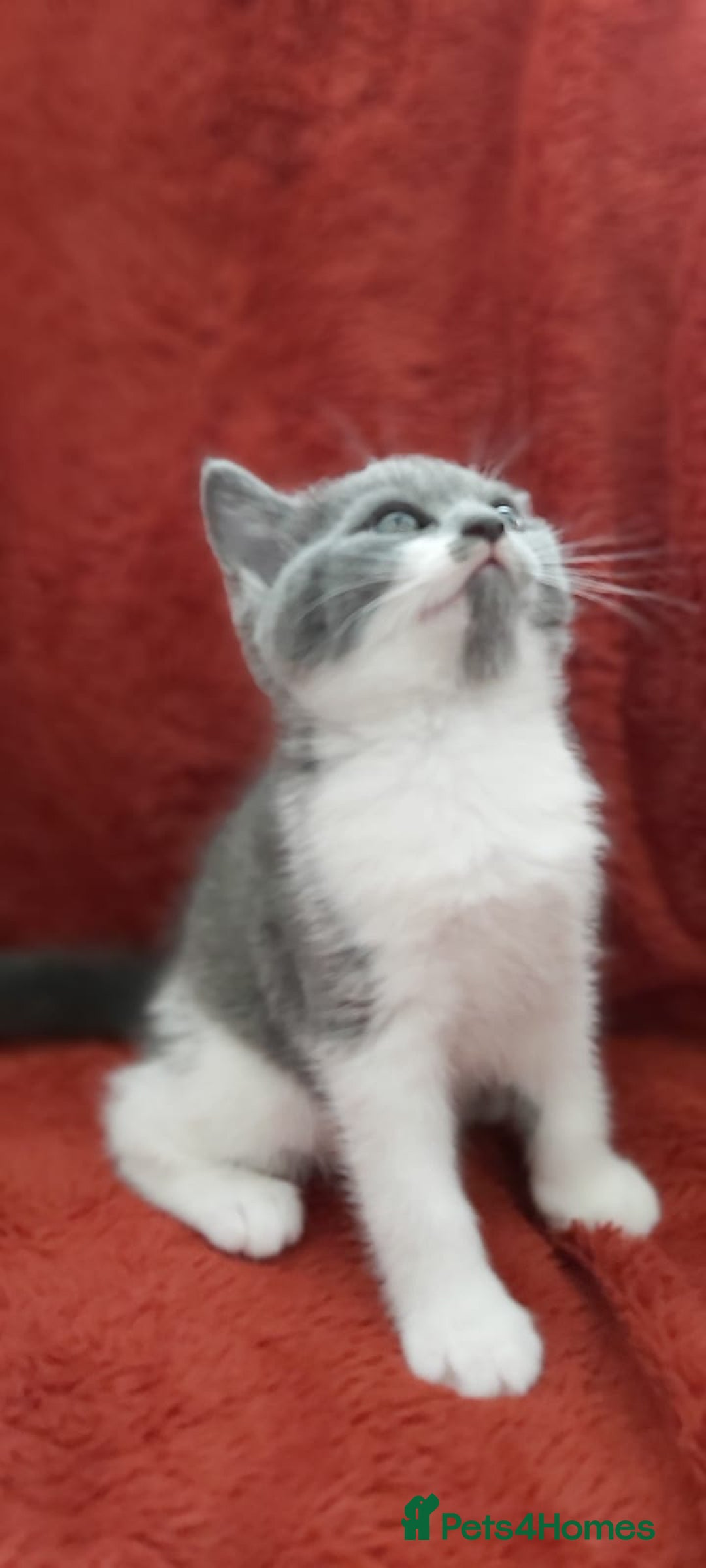 British Shorthair cats for sale: British short hair kittens  - Image 7