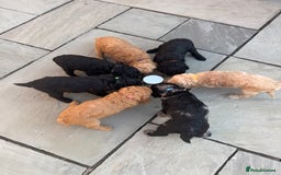 Labradoodle dogs for sale: F1b Miniature Labradoodles  - Image 18