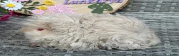 Guinea Pig rodents for sale: Pure bred Lunkarya babies  - Advert 10
