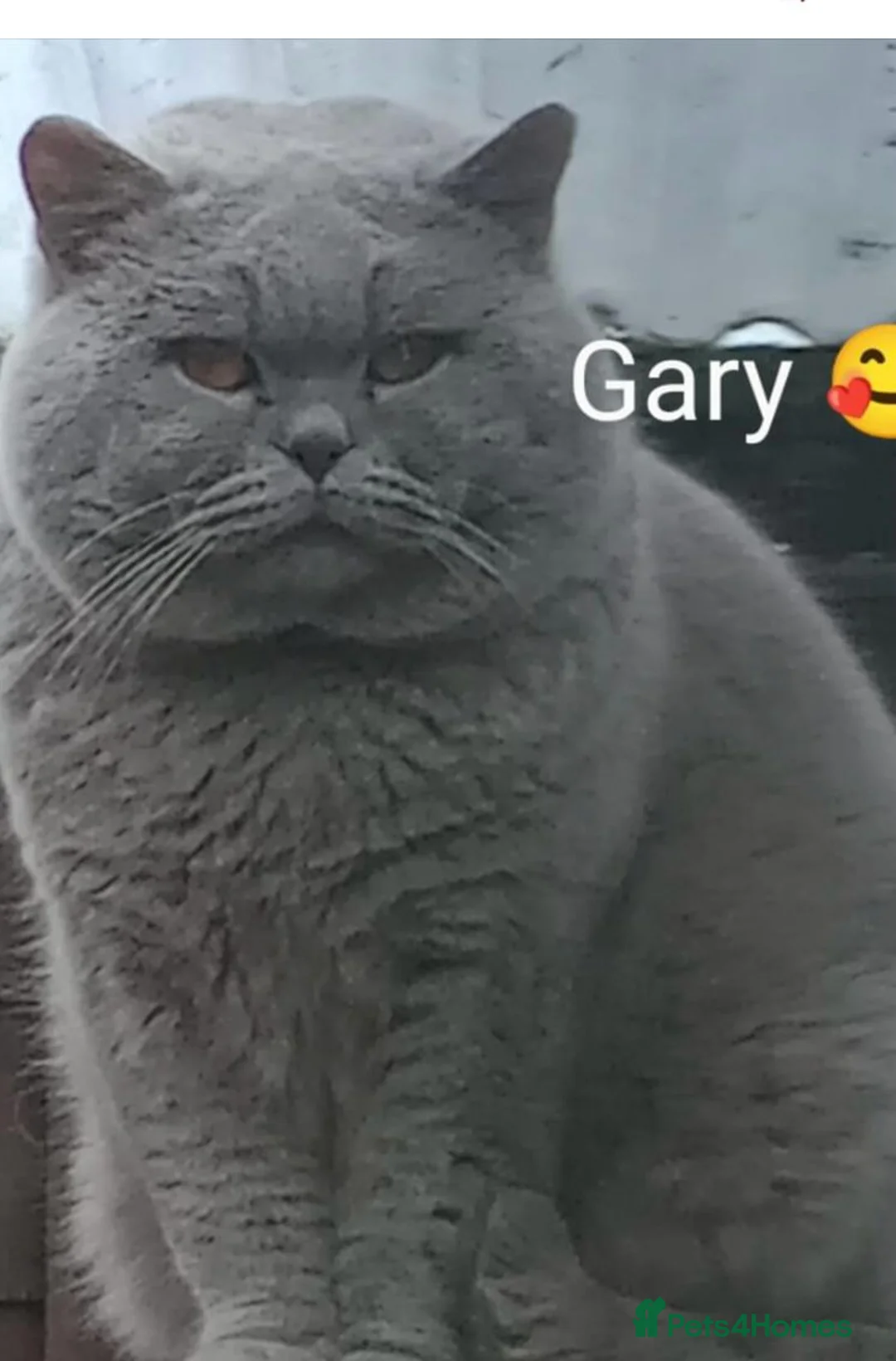 British Shorthair cats for stud: Gccf Studs Blue Lilac Blue White bi Cream White   in Manchester - Advert 3