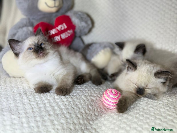 Ragdoll cats - Advert 7