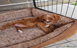 Cavapoo dogs for sale: Adorable Healthy Cavapoo Puppies  - Image 19
