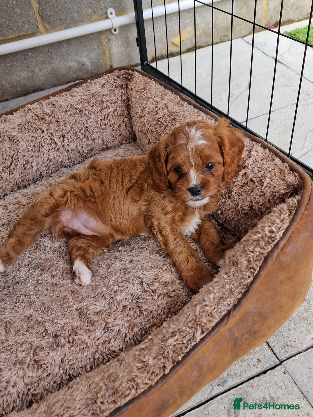 Cavapoo dogs for sale: Adorable Healthy Cavapoo Puppies  - Image 19