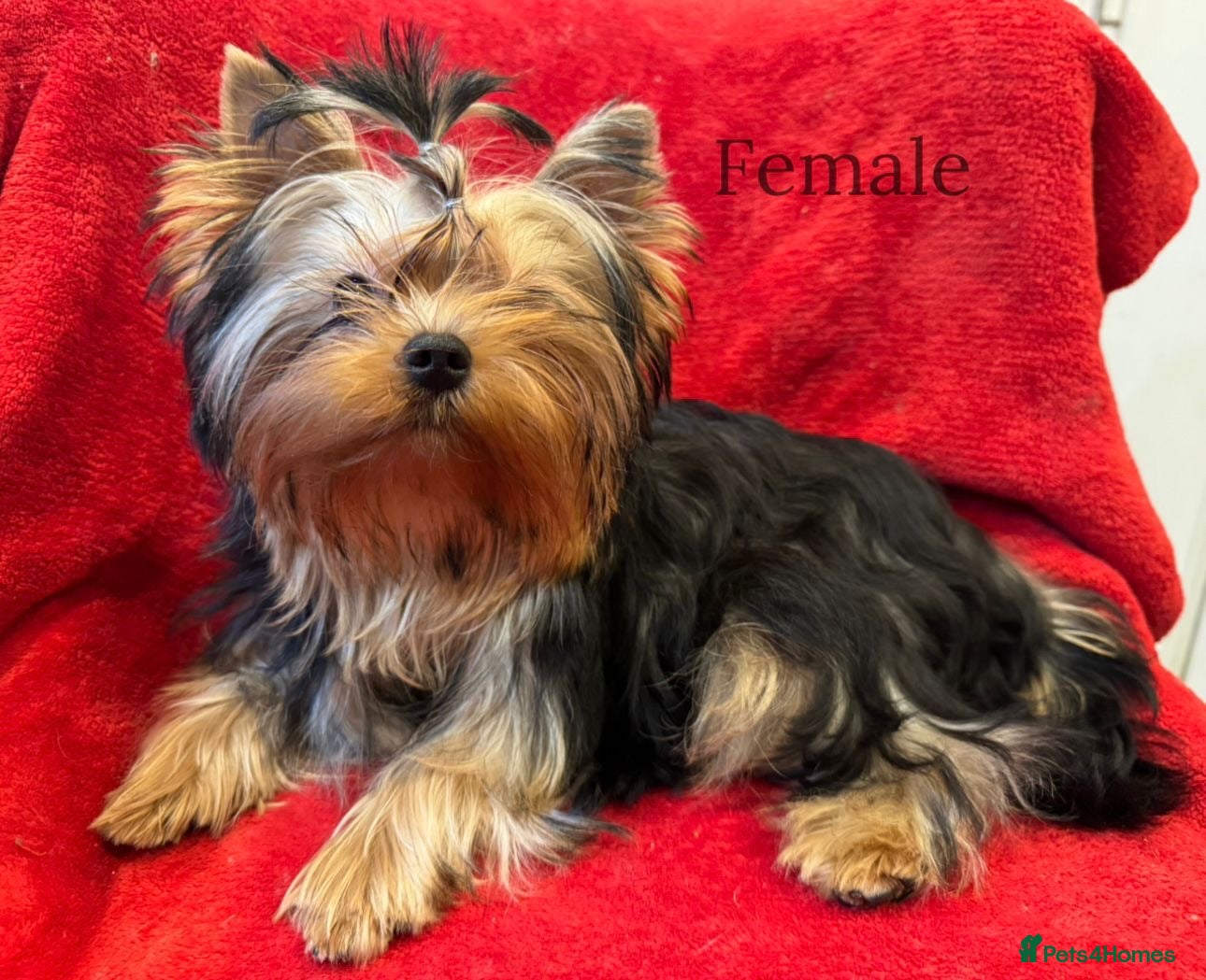 Yorkshire Terrier dogs One beautiful female Available💗🐾 - Advert 20