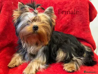 Yorkshire Terrier dogs One beautiful female Available💗🐾 - Advert 20