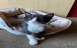British Shorthair cats for sale: 2 gorgeous kittens left 😍 - Image 2