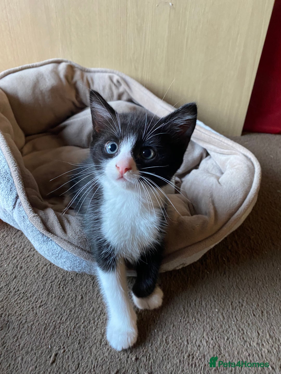 British Shorthair cats for sale: 2 gorgeous kittens left 😍 - Image 2