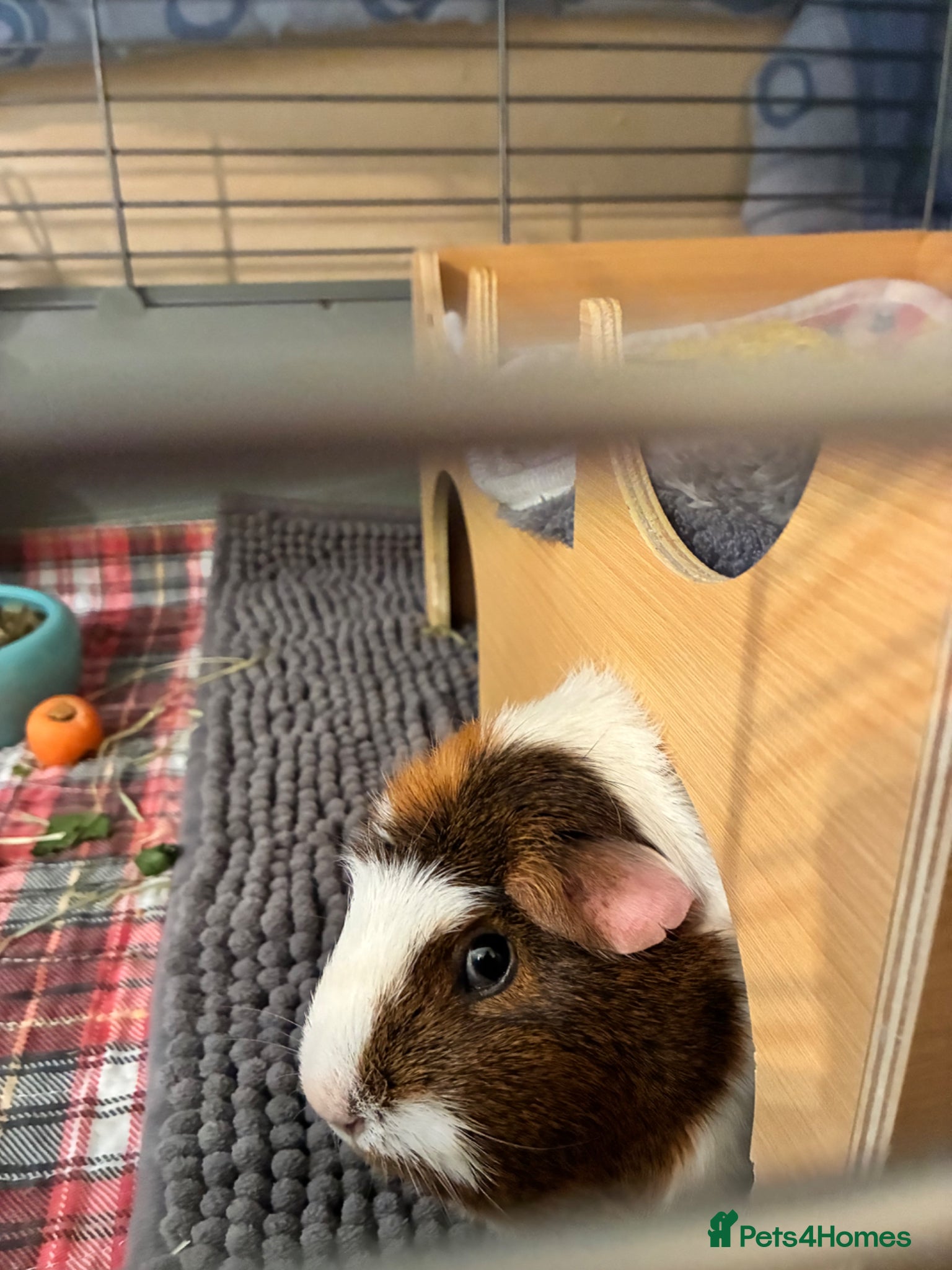 Guinea Pig rodents Female guinea pig - Advert 8