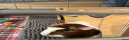 Guinea Pig rodents for sale: Female guinea pig - Advert 1