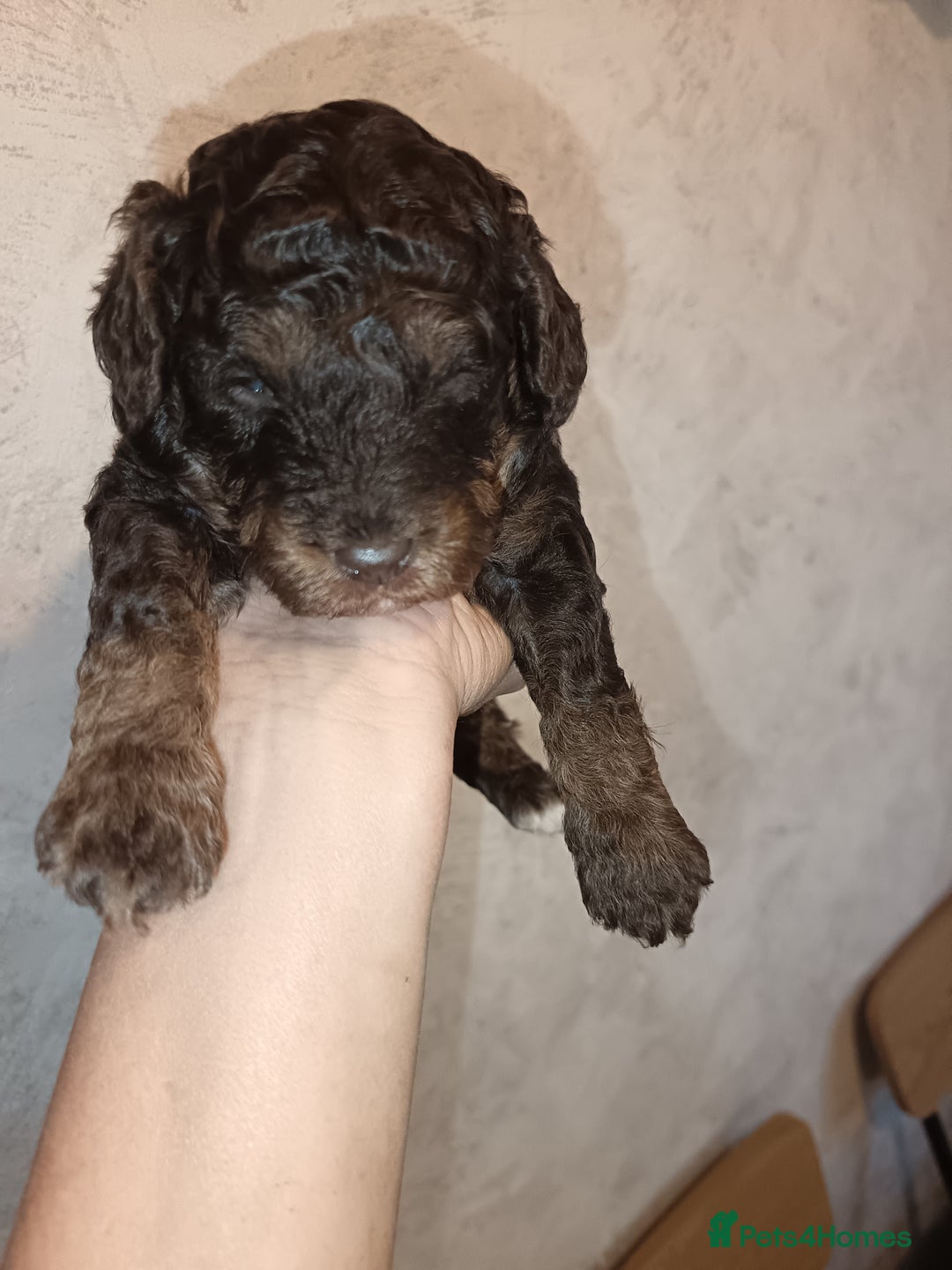 Labradoodle dogs for sale: Mini Labradoodles  - Image 17