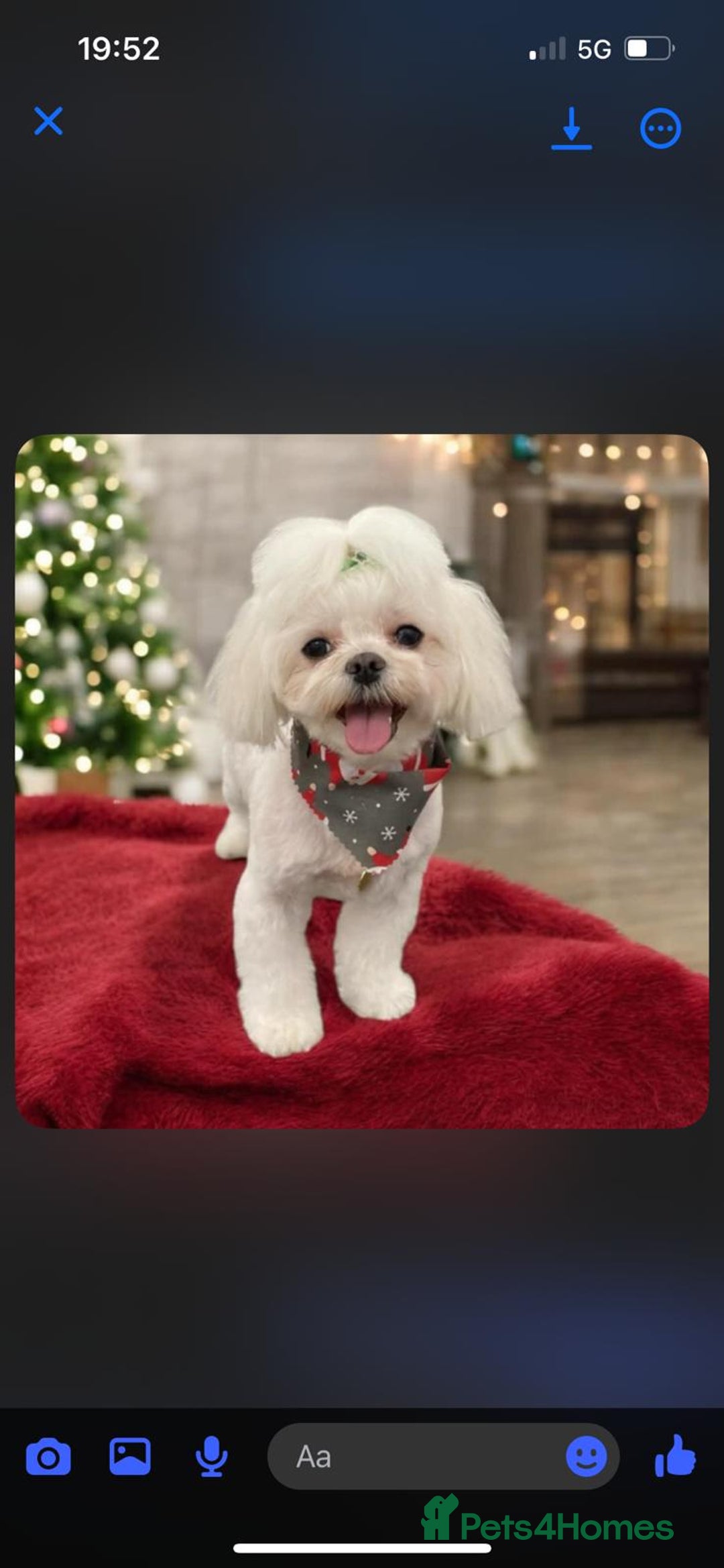 Maltese dogs for sale: Korean Maltese - 2 boys available  - Advert 1