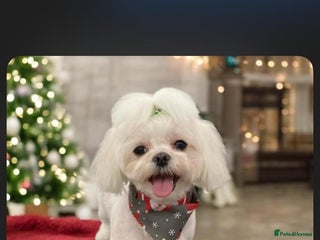 Maltese dogs for sale: Korean Maltese - 2 boys available - Advert 1