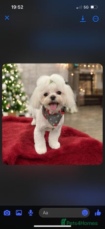 Maltese dogs Korean Maltese - 2 boys available - Advert 1