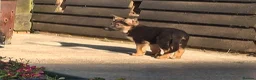 German Shepherd dogs for sale: KC Health Tested Gsd READY NOW! - Advert 12