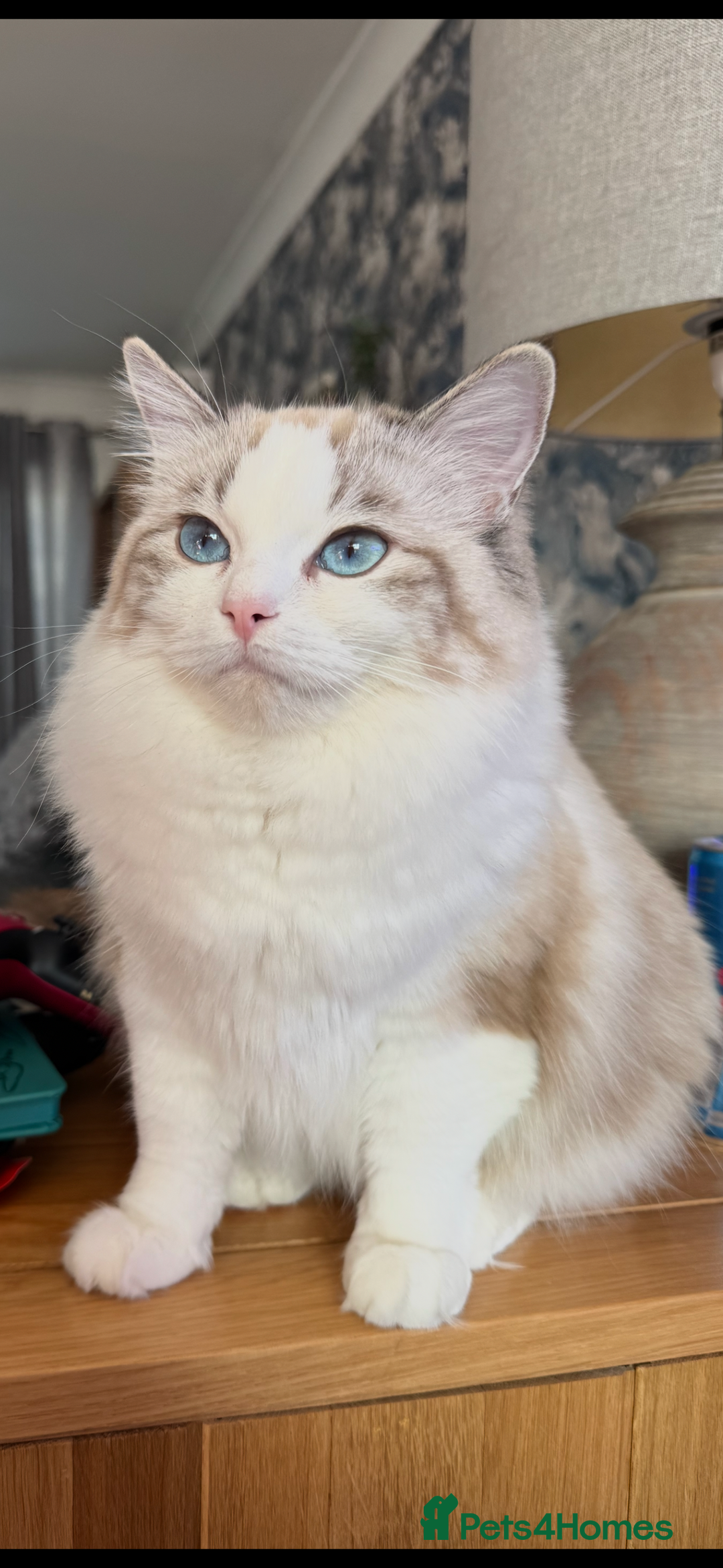 Ragdoll cats for sale: Beautiful Registered Ragdoll Kittens Available  - Advert 2