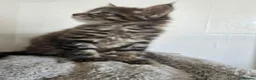 Maine Coon cats for sale: Beautiful Maine coon x - Advert 17