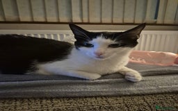 British Shorthair cats for sale: 4 kittens for sale - Image 5