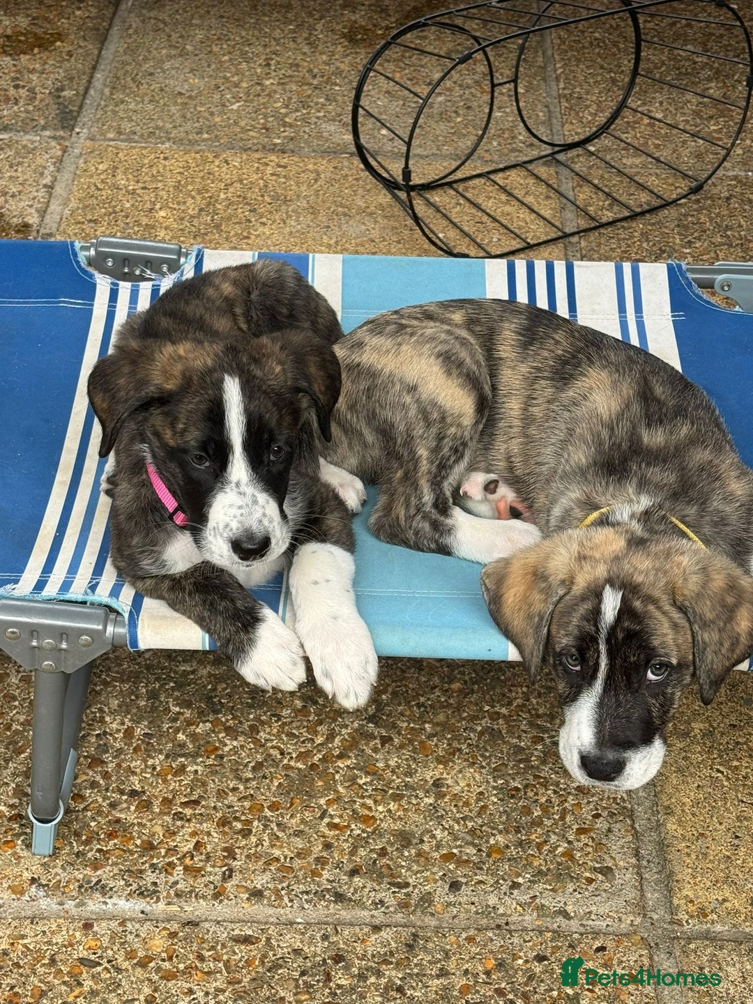 Mixed Breed dogs for adoption: Forest Gumps Litter - Image 11