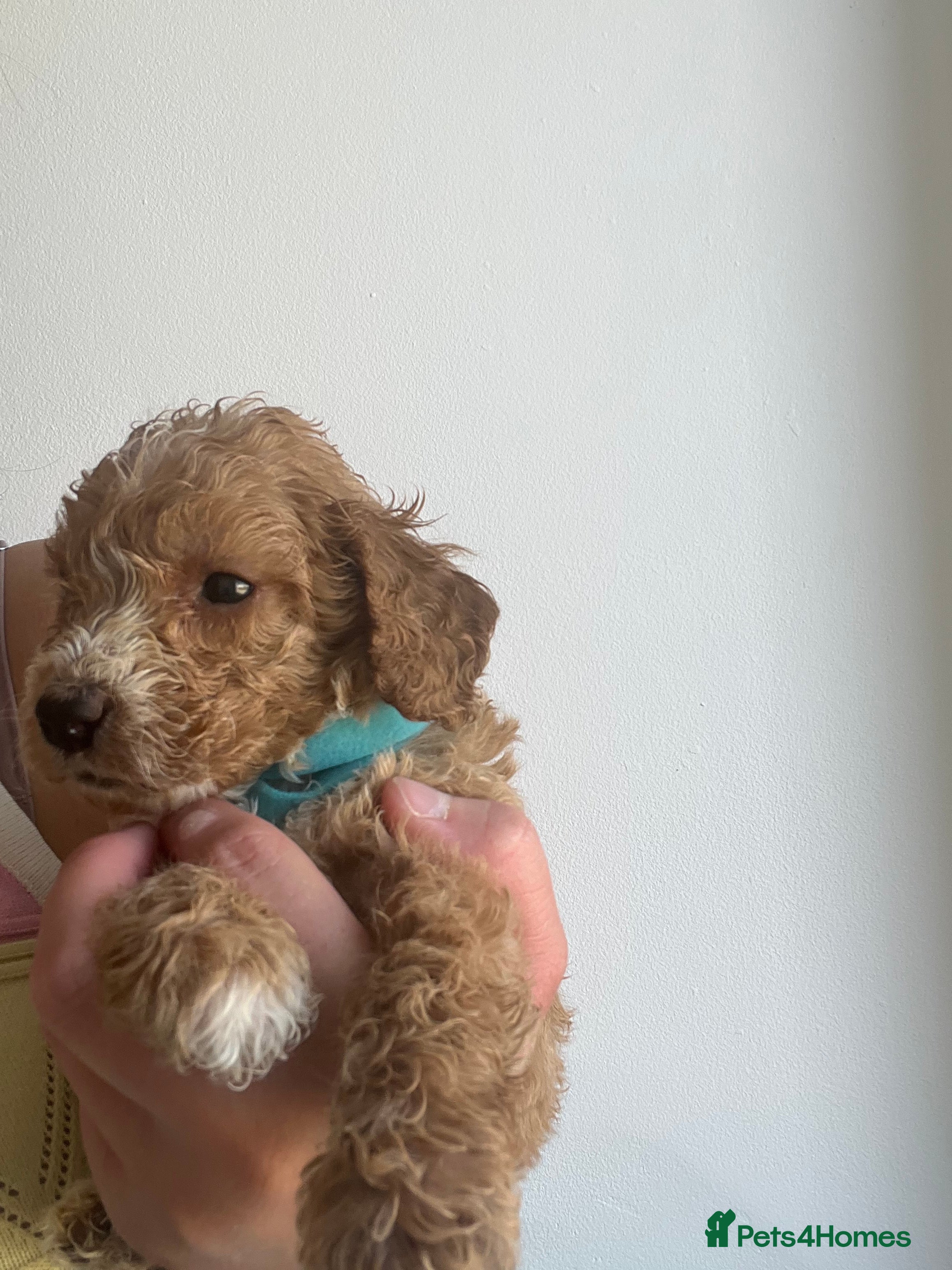 Cockapoo dogs STUNNING F1 miniature Cockapoo Puppies  - Advert 2